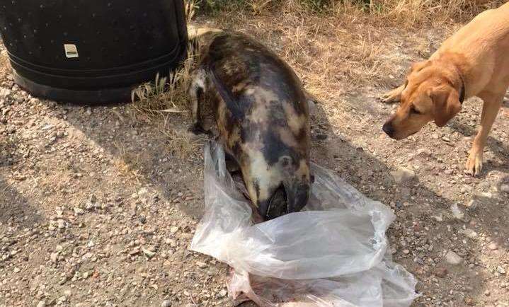 Sally was walking her two dogs when she came across the animal. Picture: Sally Browning