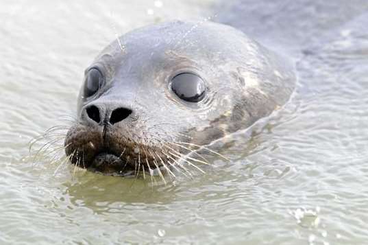 The seal pup is returned to the sea at Oare
