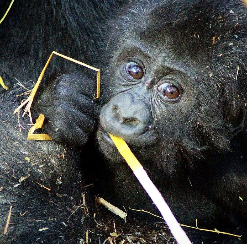 Louango, a baby gorilla at Port Lymnpe, is celebrating his first birthday