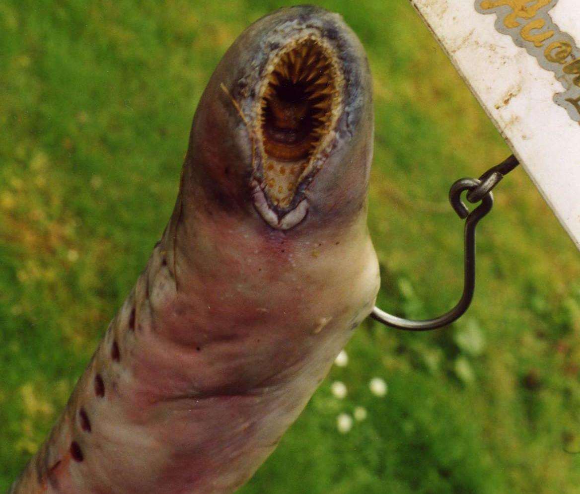 A giant sea lamprey fish found at Powergen's Kingsnorth Station