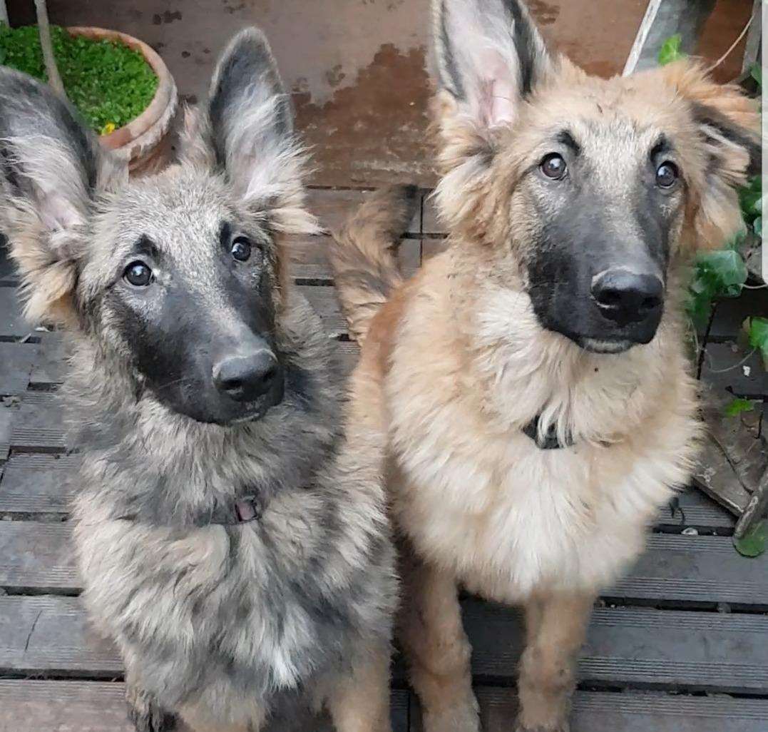 Two of the Alsatians owned by Maria Voysey who has apologised