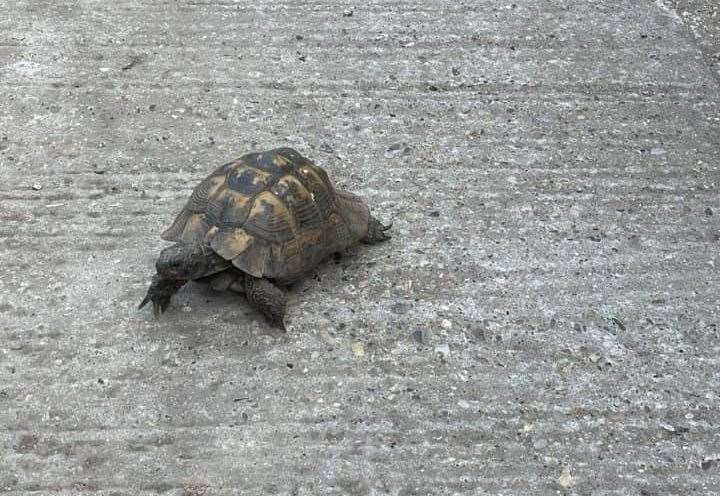 Archie the tortoise is believed to be around 95. Picture: Gloria Barnett