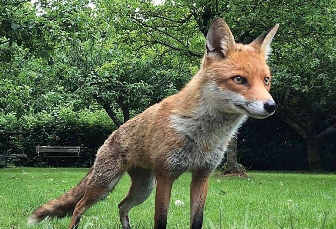 September fox in the Borden Wildlife Group 2021 calendar