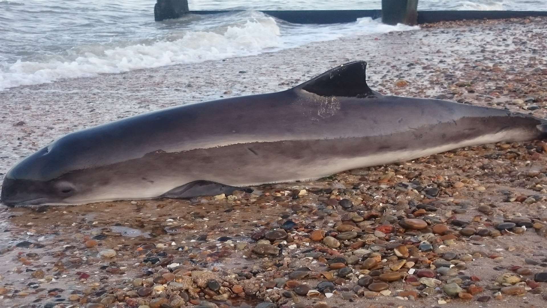Four locals tried to save the porpoise before reporting it to the British Divers Marine Life Rescue