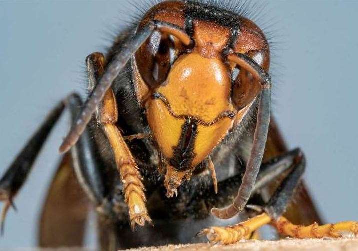 There are fresh warnings as Asian Hornet queens re-emerge in Kent. Picture: iStock image