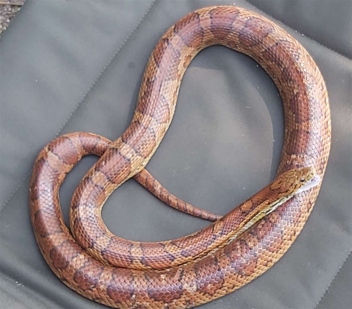 A snake was discovered in Brooklands Lake, Dartford last month