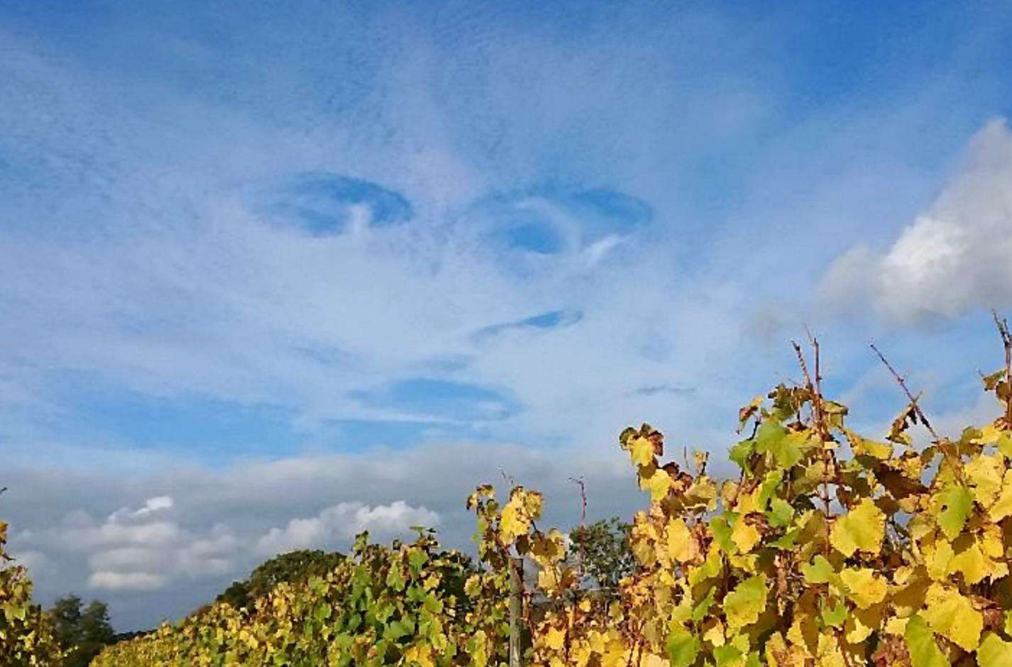 A face peering over Sandhurst Vineyards in Kent. Picture: SWNS (4867460)
