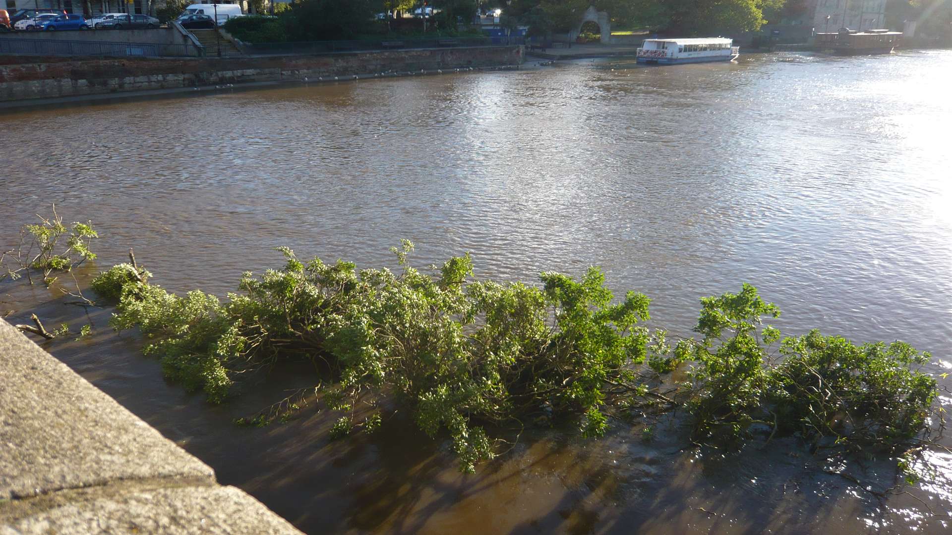 A tree in the River Medway just by the road bridge