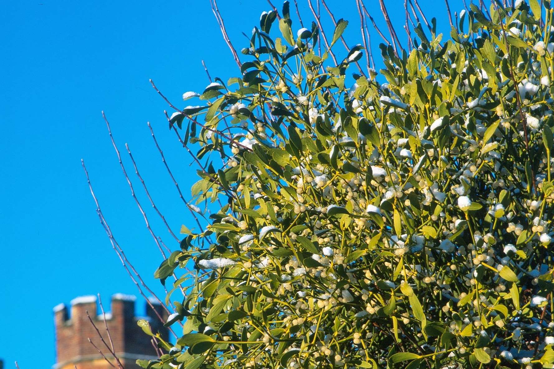 Mistletoe grows around the Penshurst Place estate