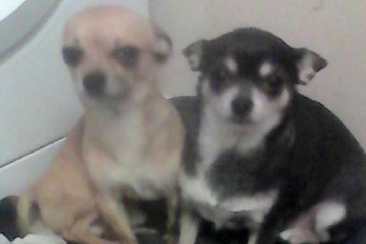 Blu the missing chihuahua (left) with Bella