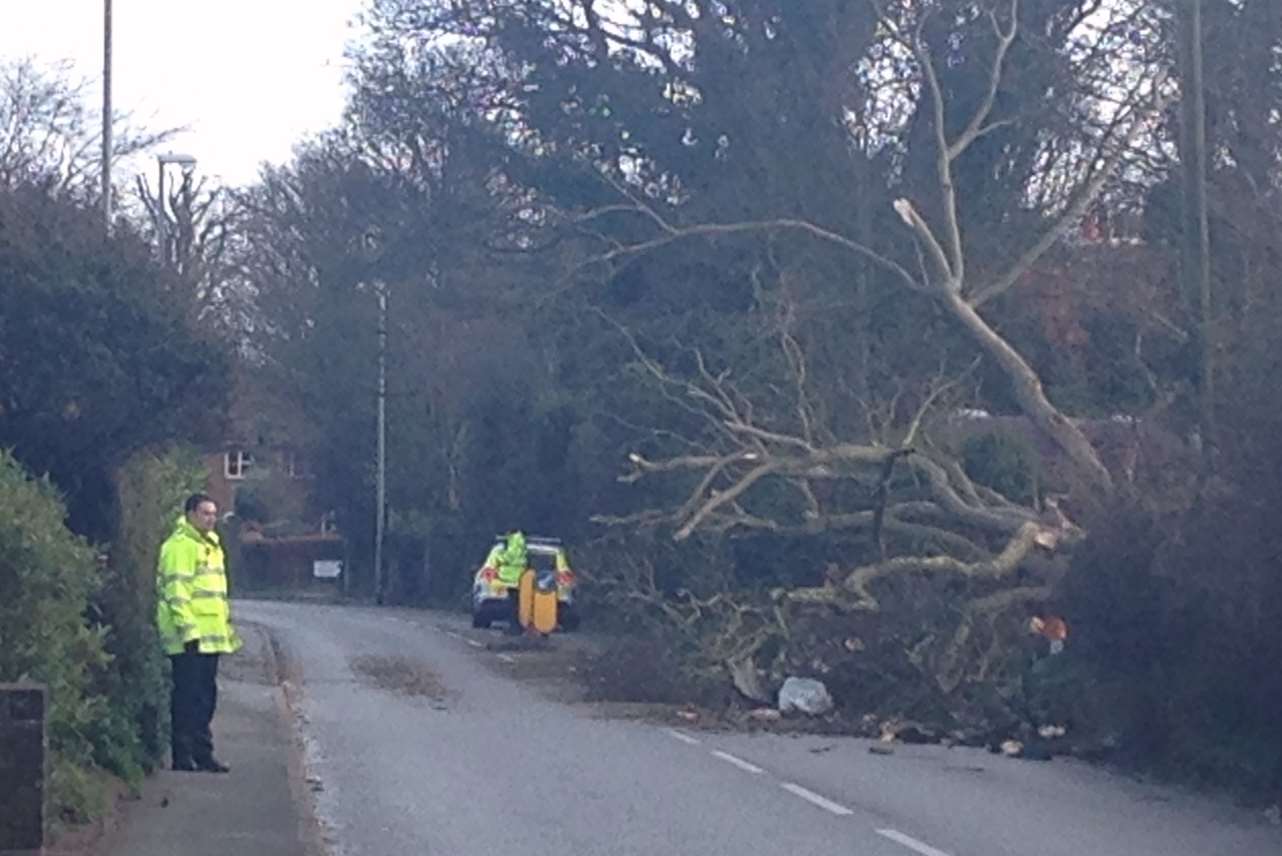 A tree has blown down in Dover Road, Walmer