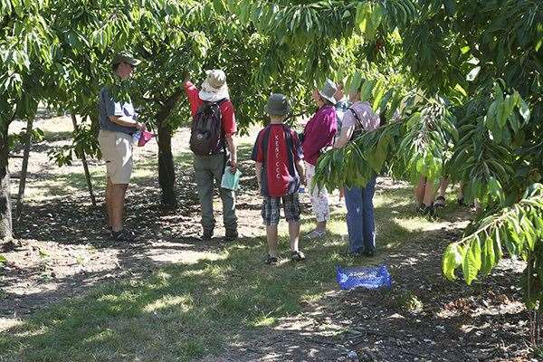 Visitors can book to take a walk through Brogdale's cherry orchards. Picture: Brogdale Collections