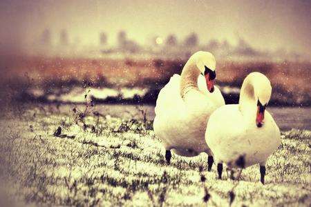Swans photographed at Bartons Point Coastal Park in Sheerness by Adam Heasman