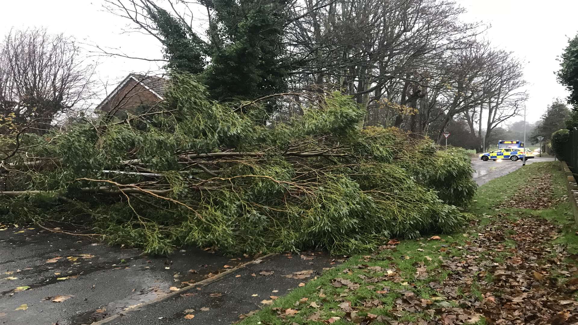 A tree has fallen in Liverpool Road in Deal