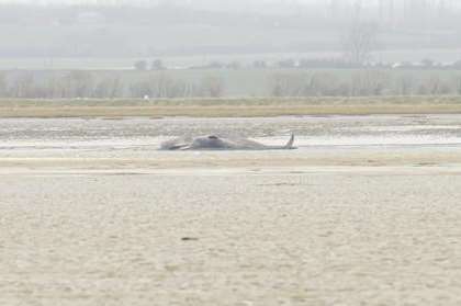 The whale stranded off the Kent coast