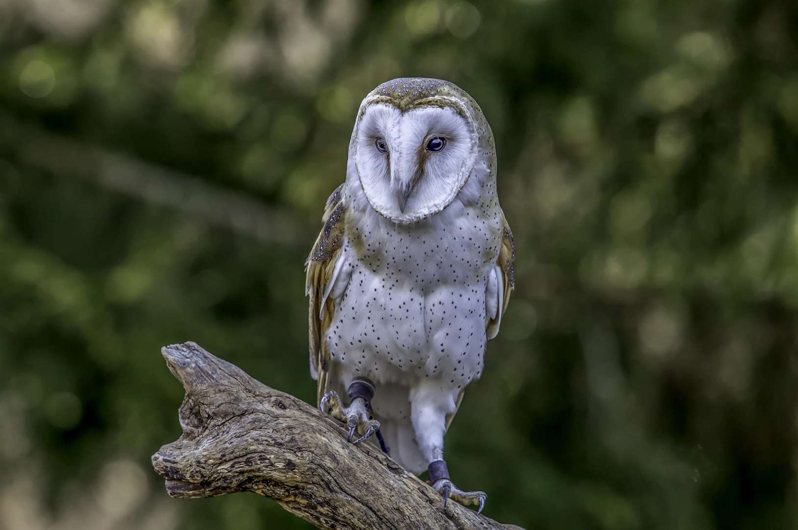 Barn owl on a branch in the woods. Stock image