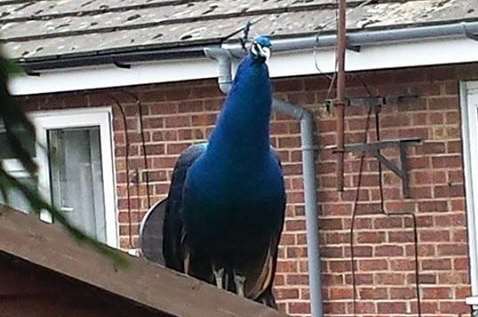 Percy the peacock in a Ringlestone garden. Picture: Gemma Bramwell