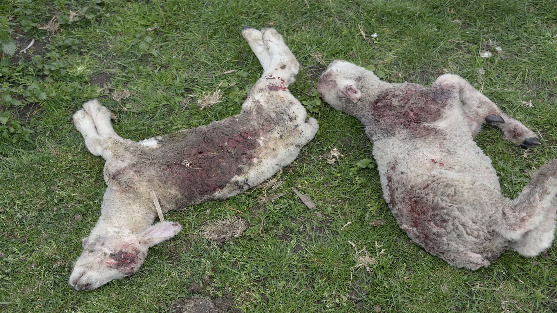 Some of the dead sheep found at Danley Marshes Farm