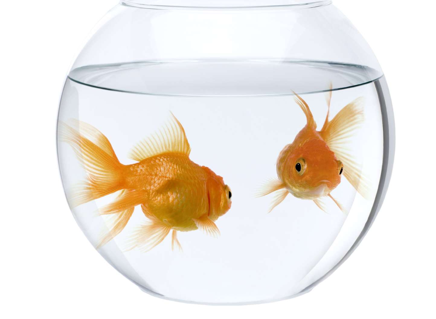 Two goldfish were rescued. Library image.