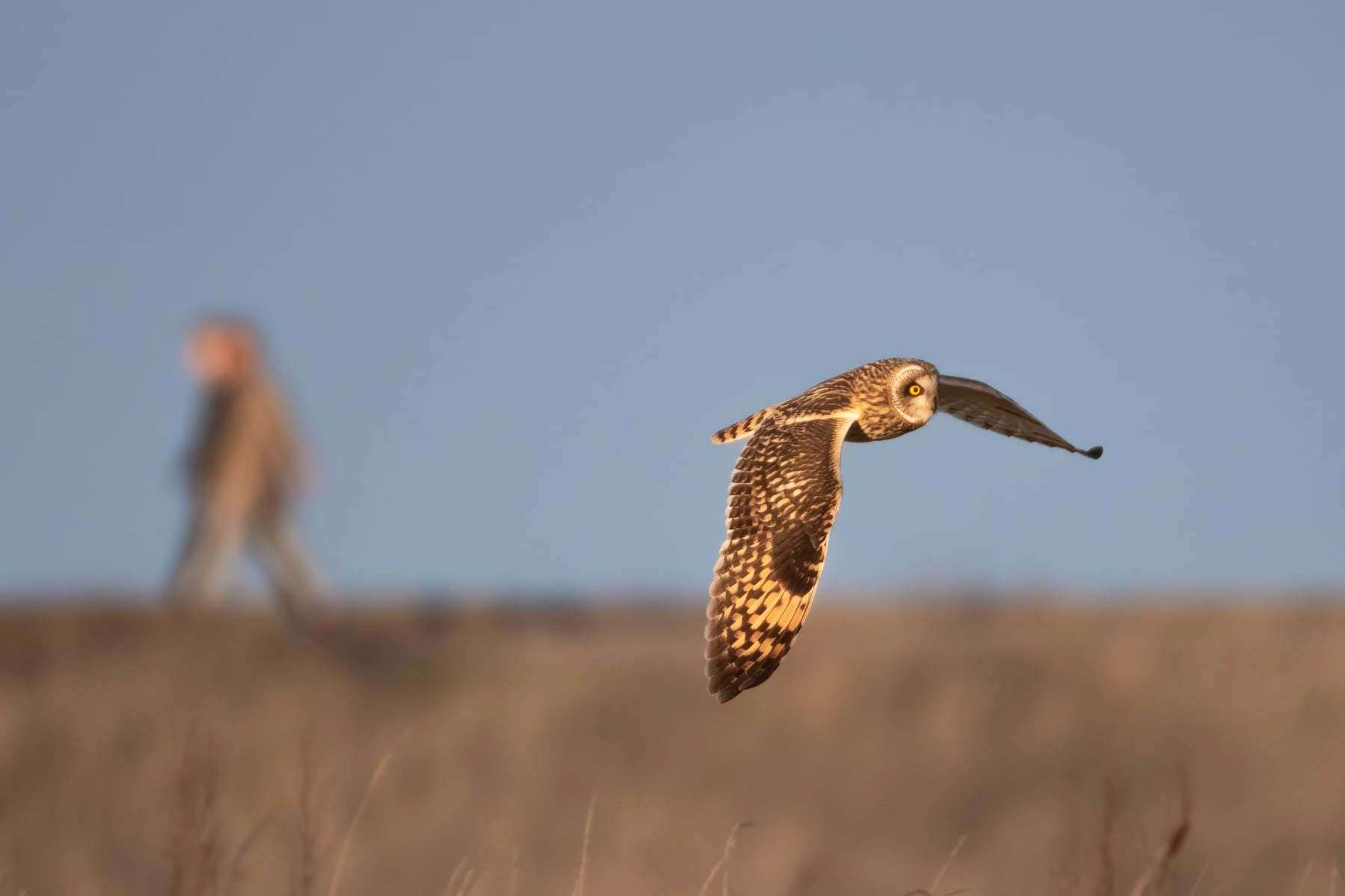 The owls were spotted hunting. Picture: Roger Stanger Photography