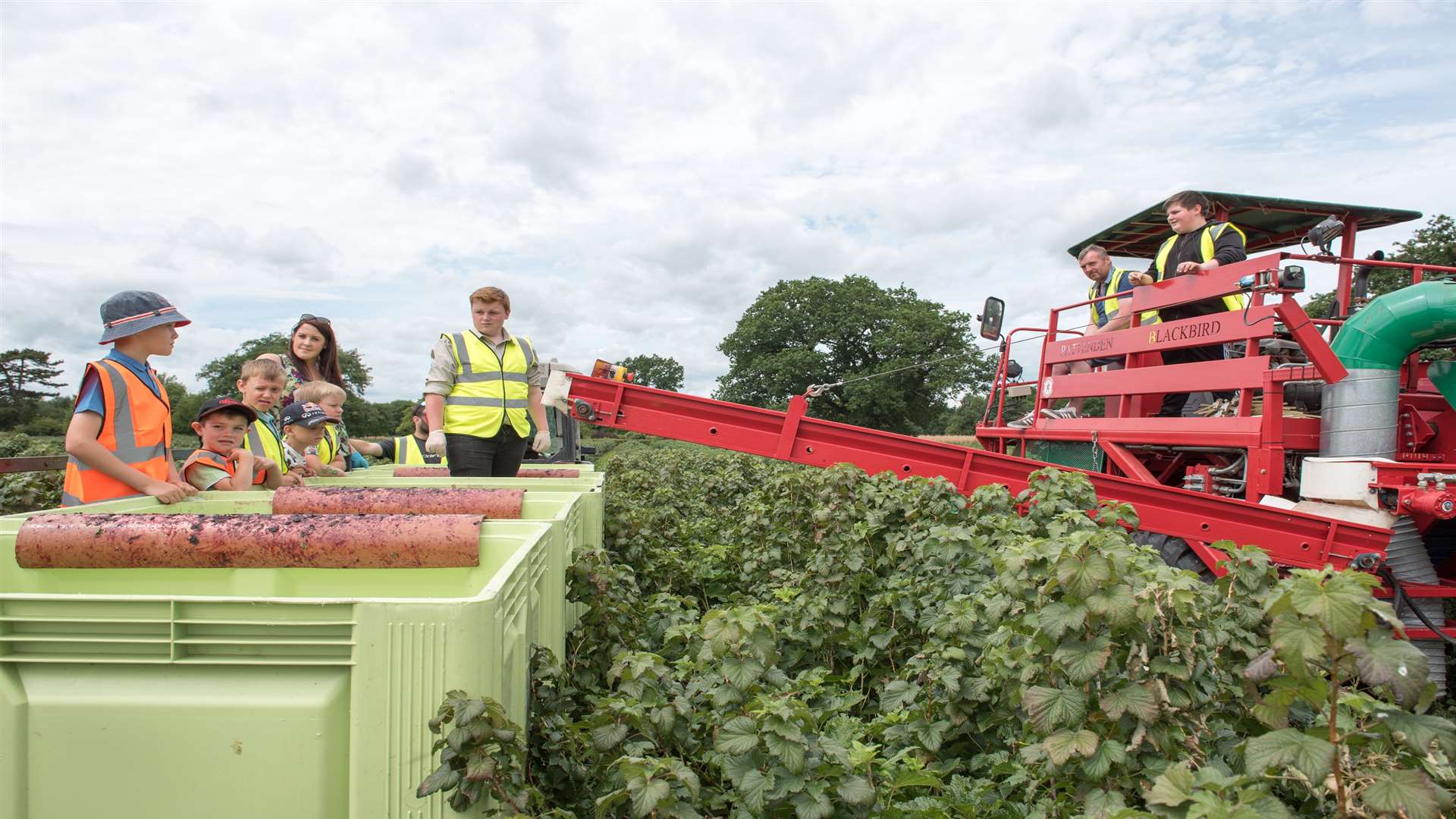 See the blackcurrants that go into Ribena harvested