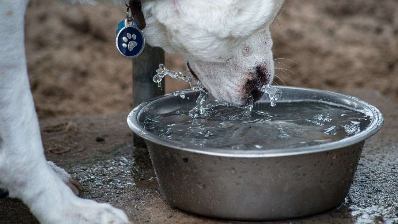 A dog drinking from a bowl. Picture: iStock