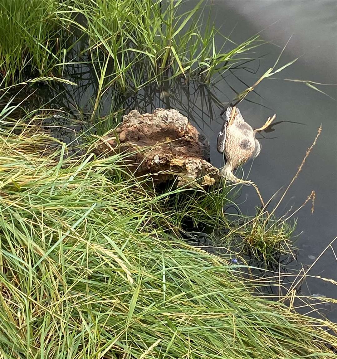 ‘Feral’ kids stoned a duck to death in Queenborough. Picture: Jackie Smith.