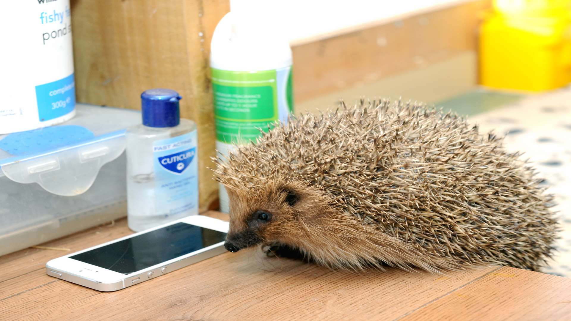Amy is the hedgehog is blind and is a permanent resident at the Medway Hedgehog Rescue in Strood