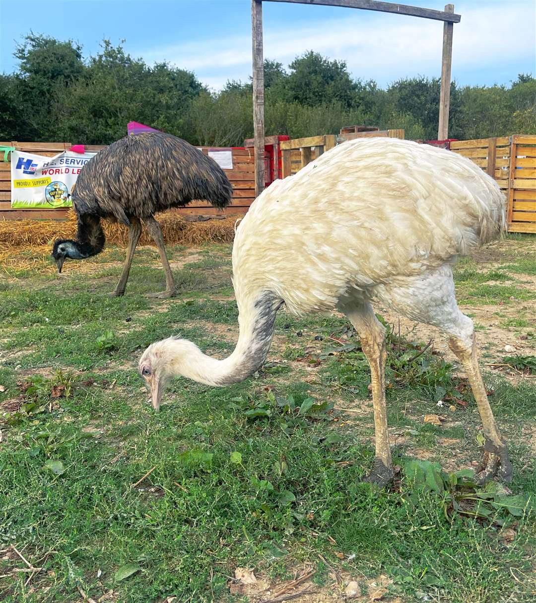 Seven-year-old Dougie was the only animal to escape from the sanctuary, as a south American ostrich, a rheas called Rogue, stayed put as the emu fled