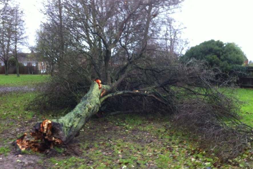 Parks across Kent saw trees felled, including Rainham's Cozenton Park