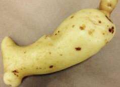 The whale-shaped potato discovered in Tenterden