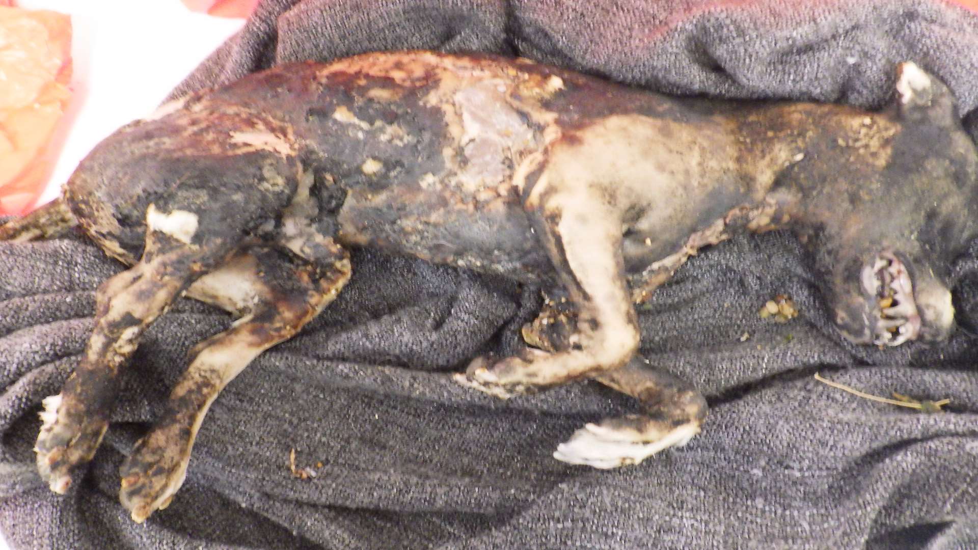A dead dog, believed to have been burnt, was found on the beach.