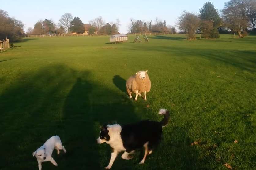 Nelson can be seen bouncing around with the dogs in the field