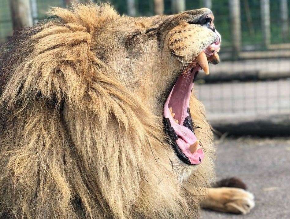 Manzi the lion will be greatly missed at the sanctuary. Picture: Alma Leaper, Perou and the Big Cat Sanctuary team