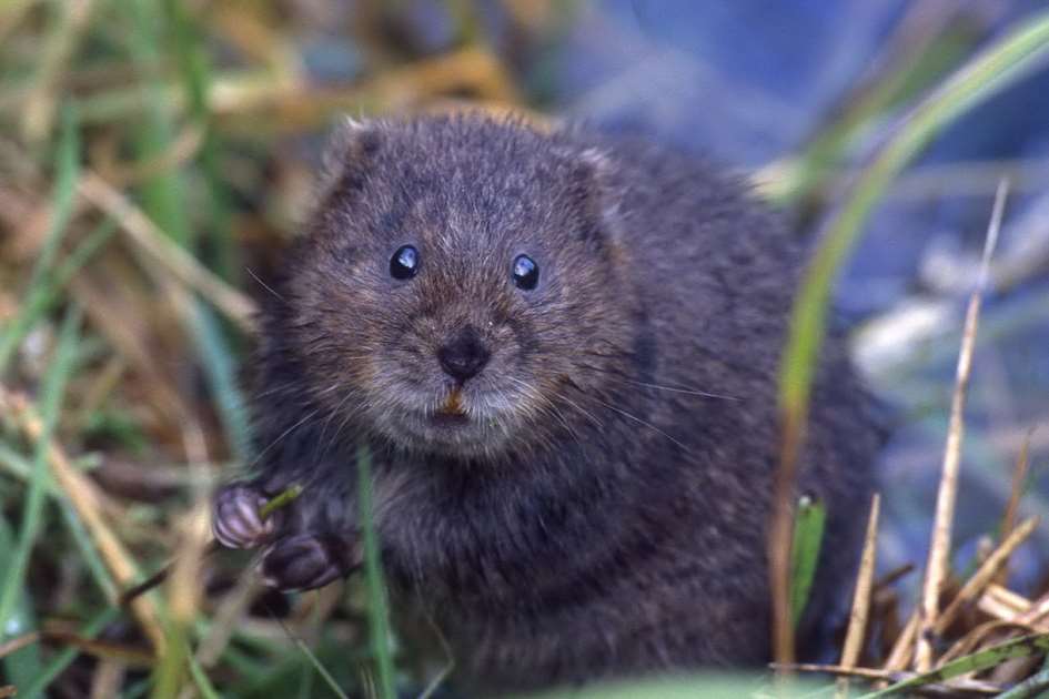 The endangered water vole