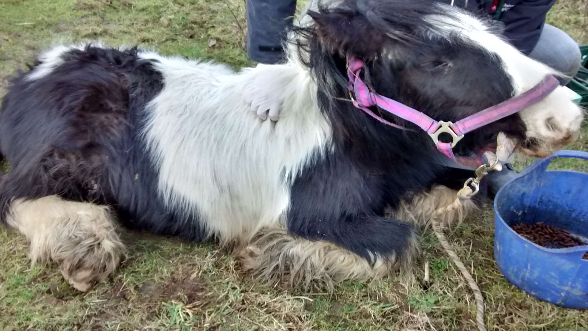 A young piebald pony found collapsed and dying in Yalding, Maidstone. She could not be saved.