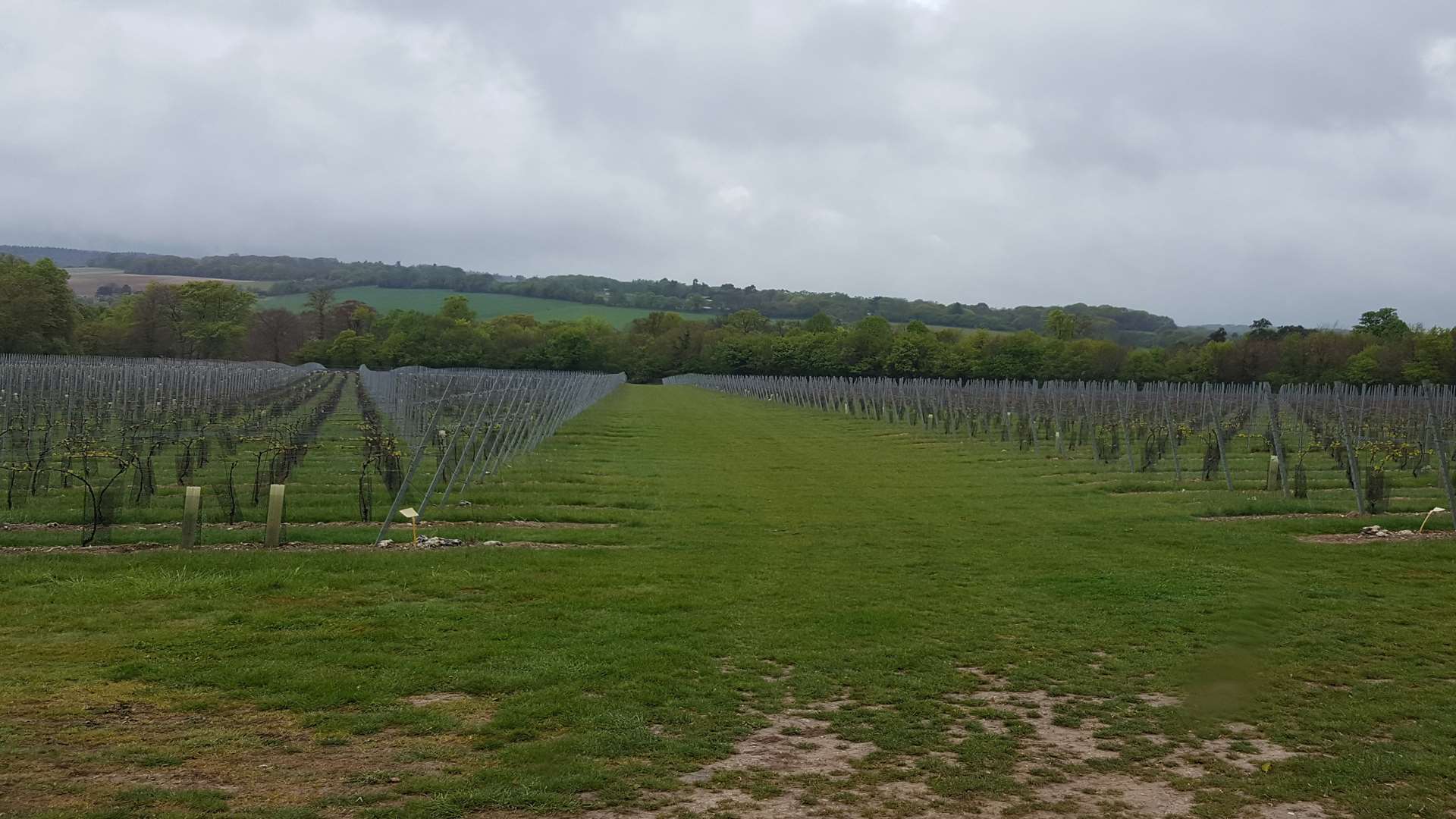 A Simpsons Wine Estate vineyard in Barham, near Canterbury