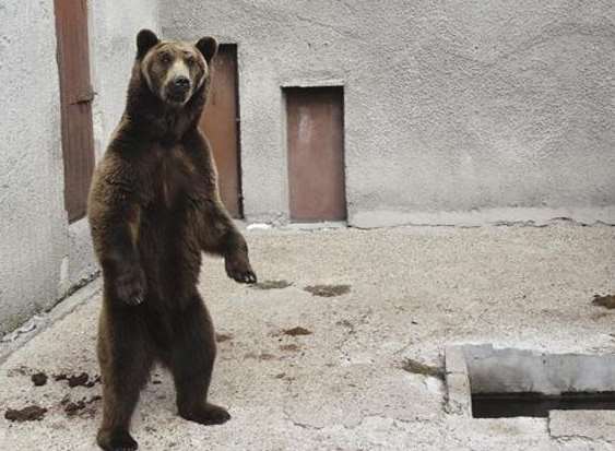 The bears lived alone in concrete pits