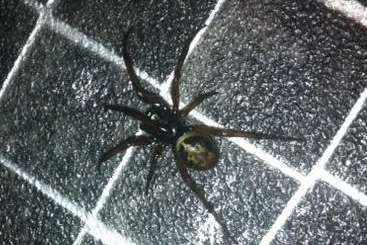 Toddler Ava Shephard picked up this false widow spider at home