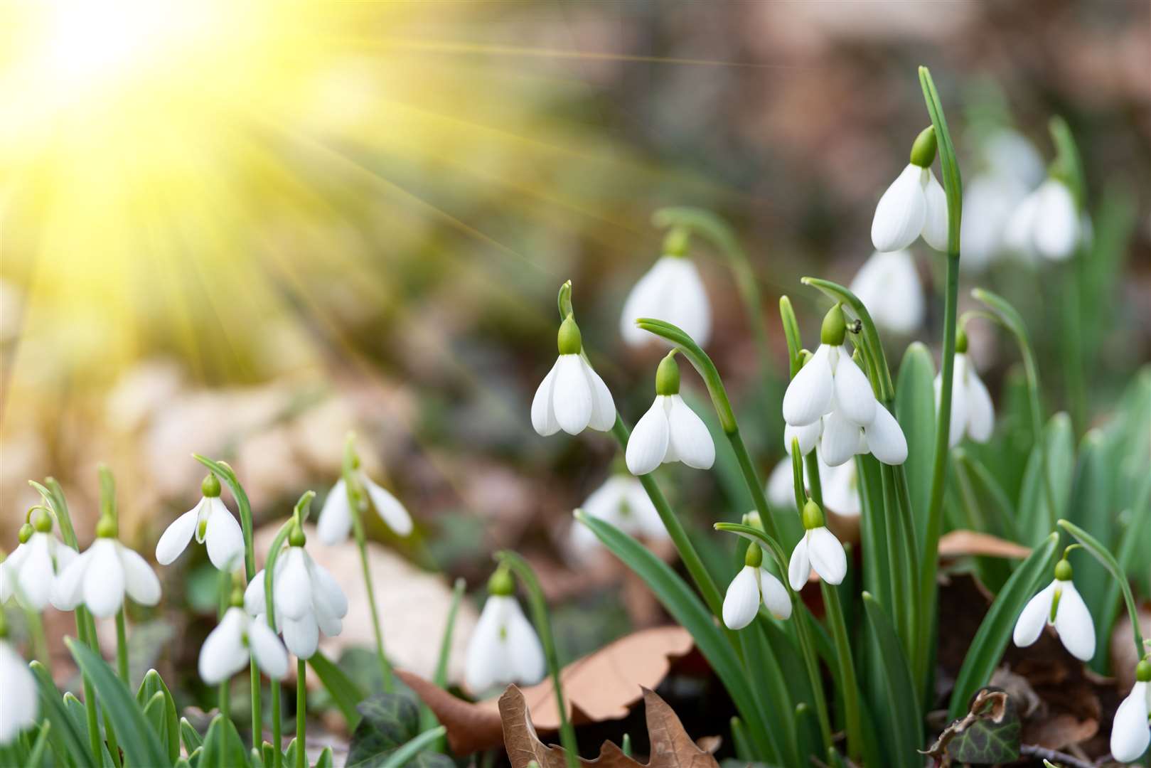 Snowdrops will be springing up Picture: Contributed