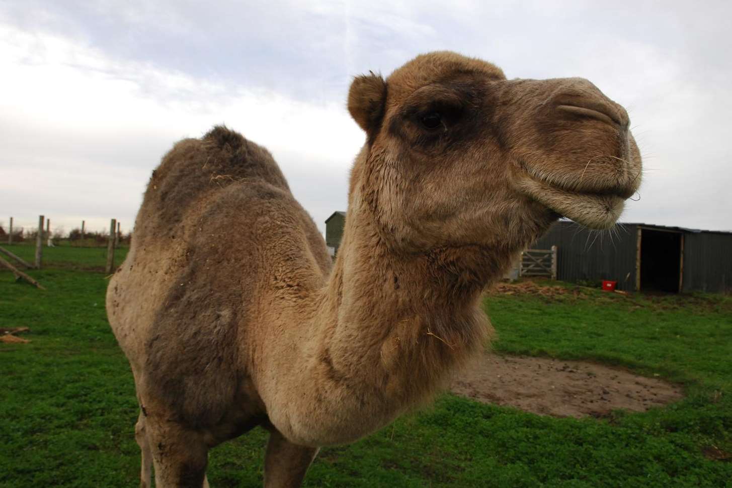 Camel milk ice cream - yes, ice cream from camel milk - has proved popular in Kent