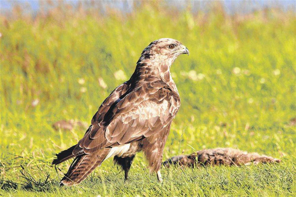 A common buzzard. Picture: Phil Haynes