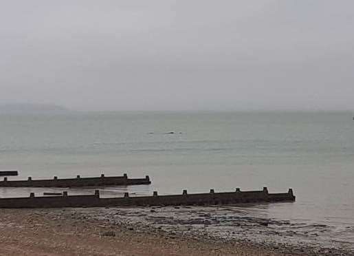 The whale was spotted 'spraying water in the air' off the Whitstable coast. Picture: Patrick Holness