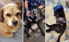 The three dogs who were attacked in May. Bailey (left) died from his injuries