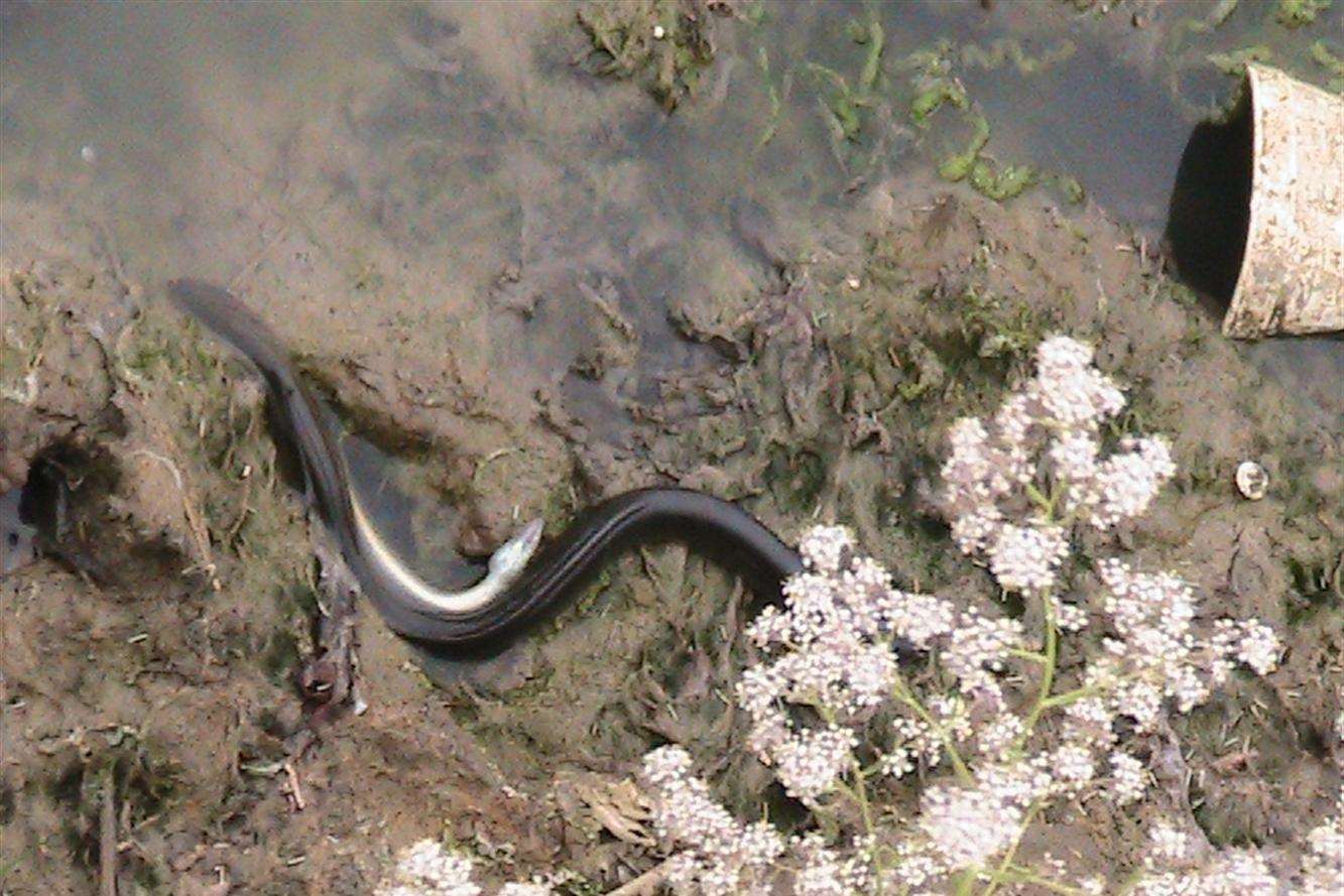An eel is seen in the waters of Swalecliffe Brook after the discharge