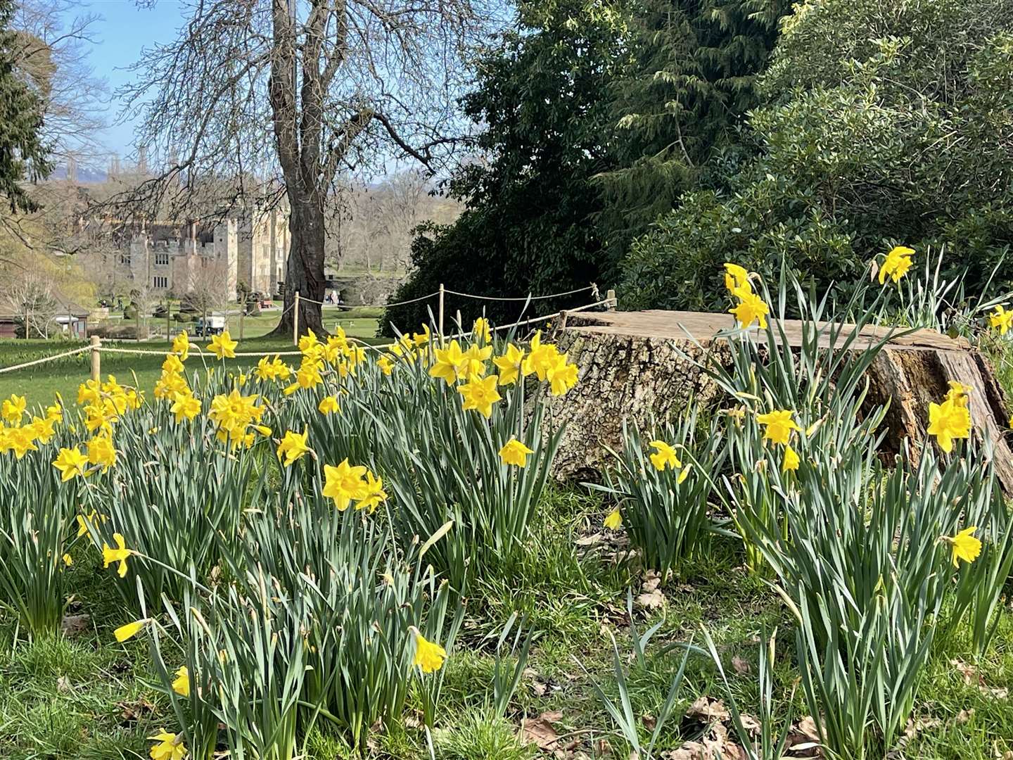 Explore daffodils in the woodlands at Hever Castle. Picture: Vikki Rimmer