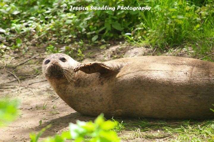 Photographer Jessica Swadling captured Bradley the seal chilling on the side of the River Medway. Picture: @JessicaSwadlingPhotography
