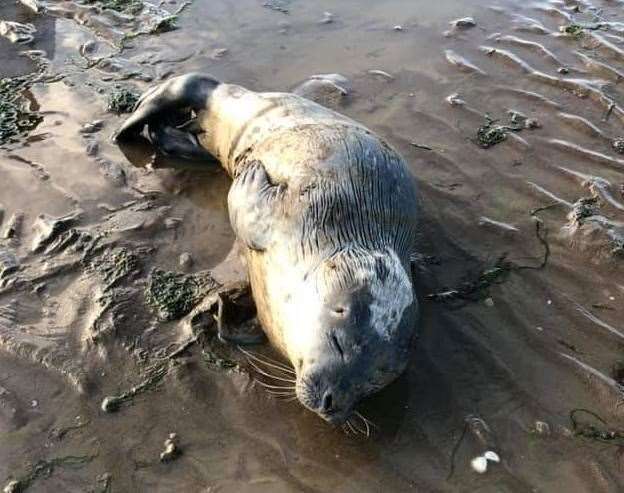 He was found near The Promenade at Leysdown beach. Picture: Kent Wildlife Rescue Service