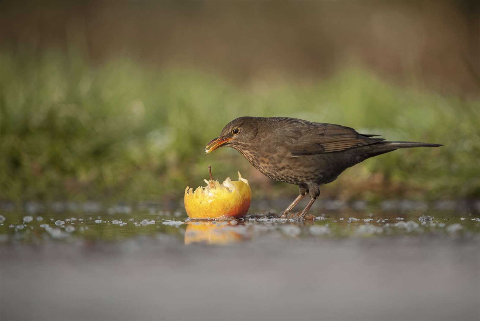 A Blackbird looks for food Picture: RSPB Images