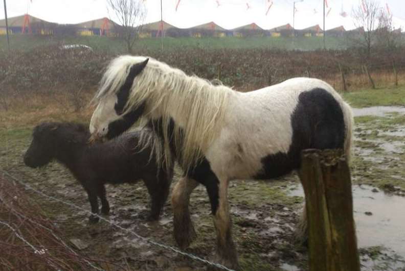 Most horses were trapped in water or boggy ground close to the Ashford Designer Outlet
